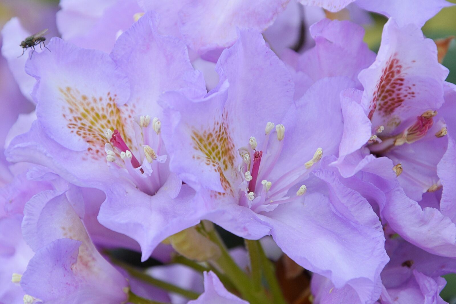 Nikon D3200 sample photo. Rhodondendron, blossom, bloom photography