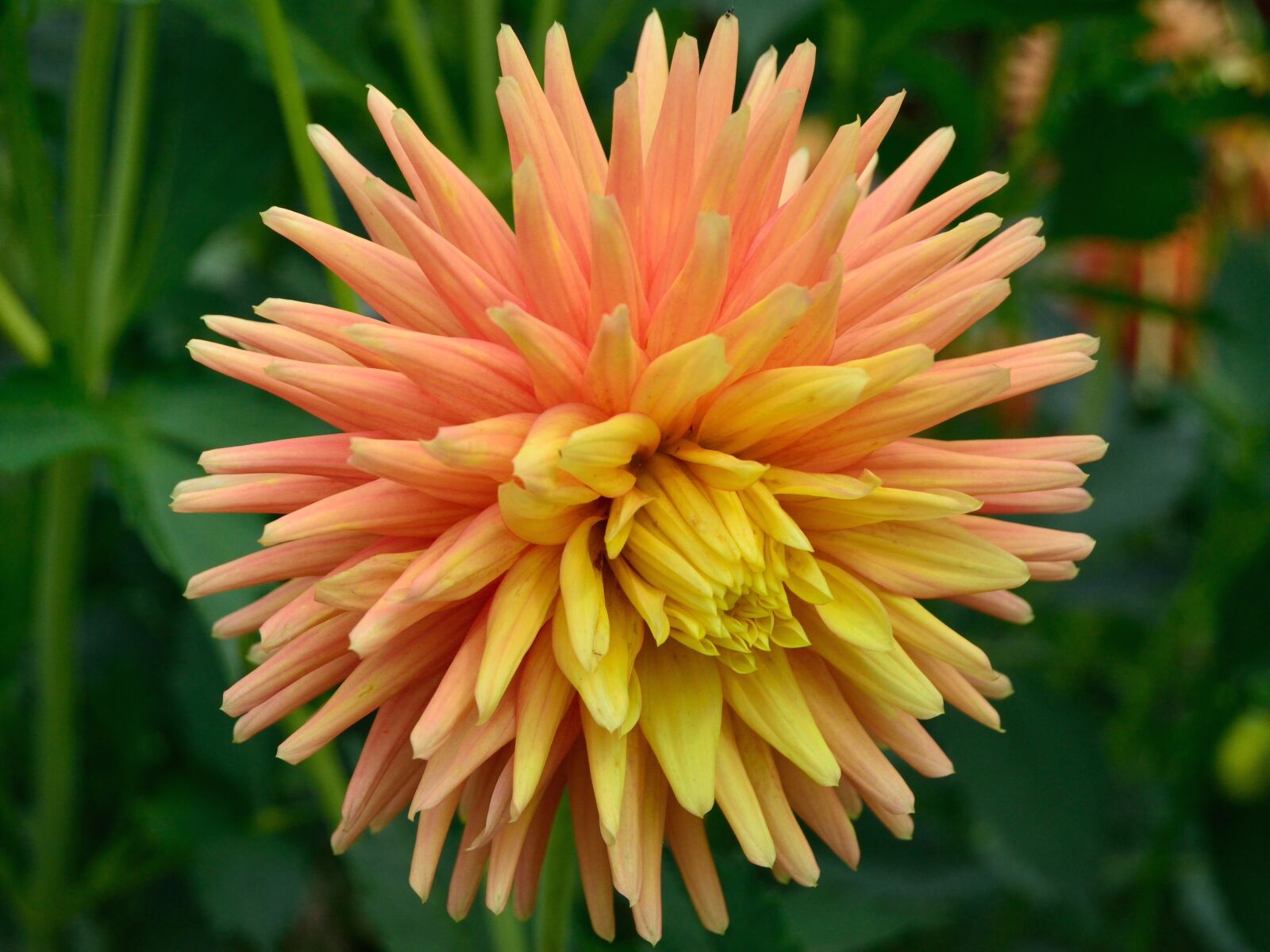 Nikon D5200 sample photo. Dahlia, orange, yellow photography
