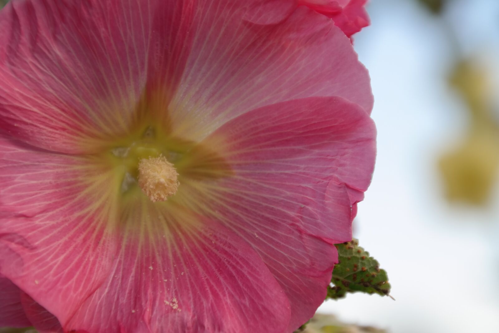 Samsung NX300 sample photo. Flower, pink, yellow photography