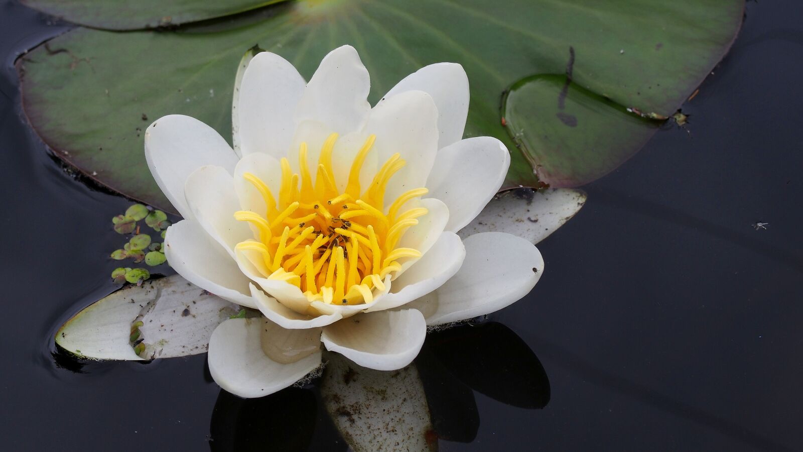 Olympus PEN E-PL6 sample photo. Water lily, flower, flower photography