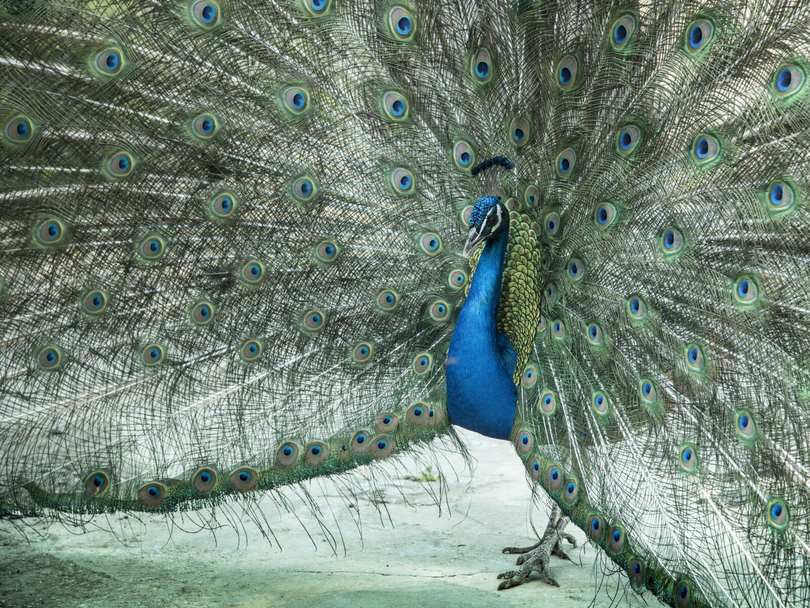Nikon D750 sample photo. Peacock, zeal, male photography