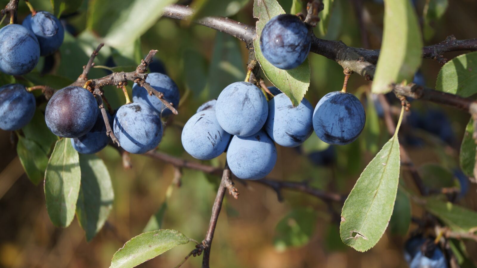 Sony DT 18-55mm F3.5-5.6 SAM II sample photo. Fruits, forest, berries photography