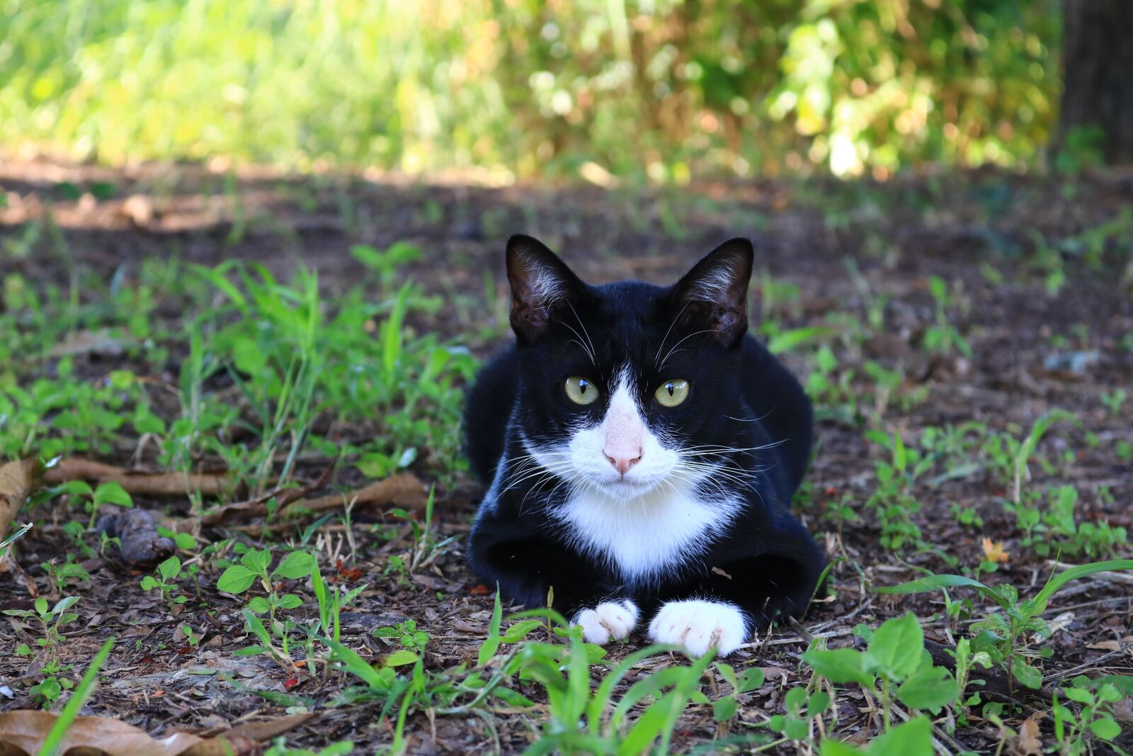 Canon EOS 750D (EOS Rebel T6i / EOS Kiss X8i) sample photo. Cat, eyes, face photography