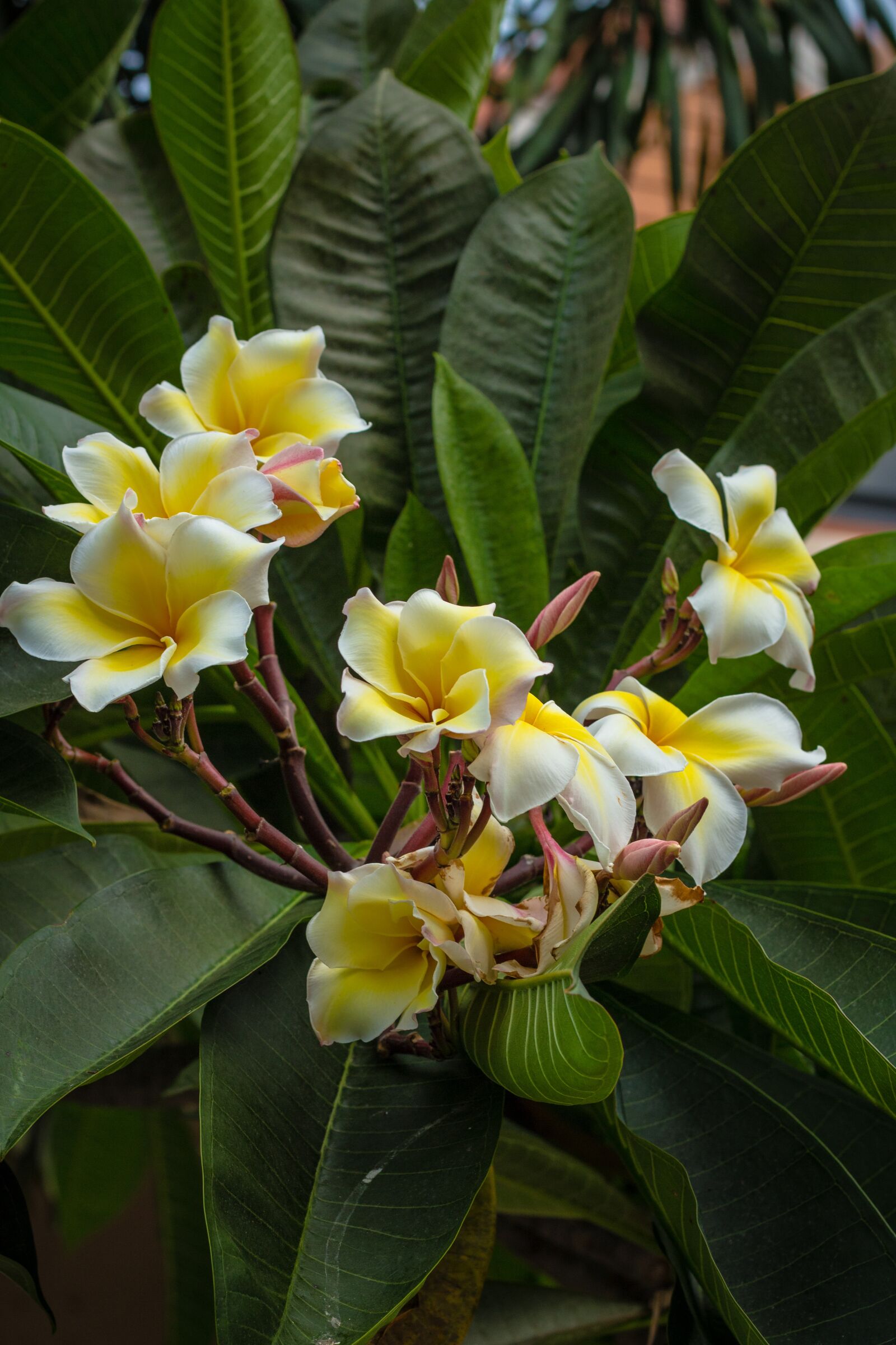 Canon EOS 700D (EOS Rebel T5i / EOS Kiss X7i) + Canon EF 50mm F1.8 STM sample photo. Invited to visit, flower photography