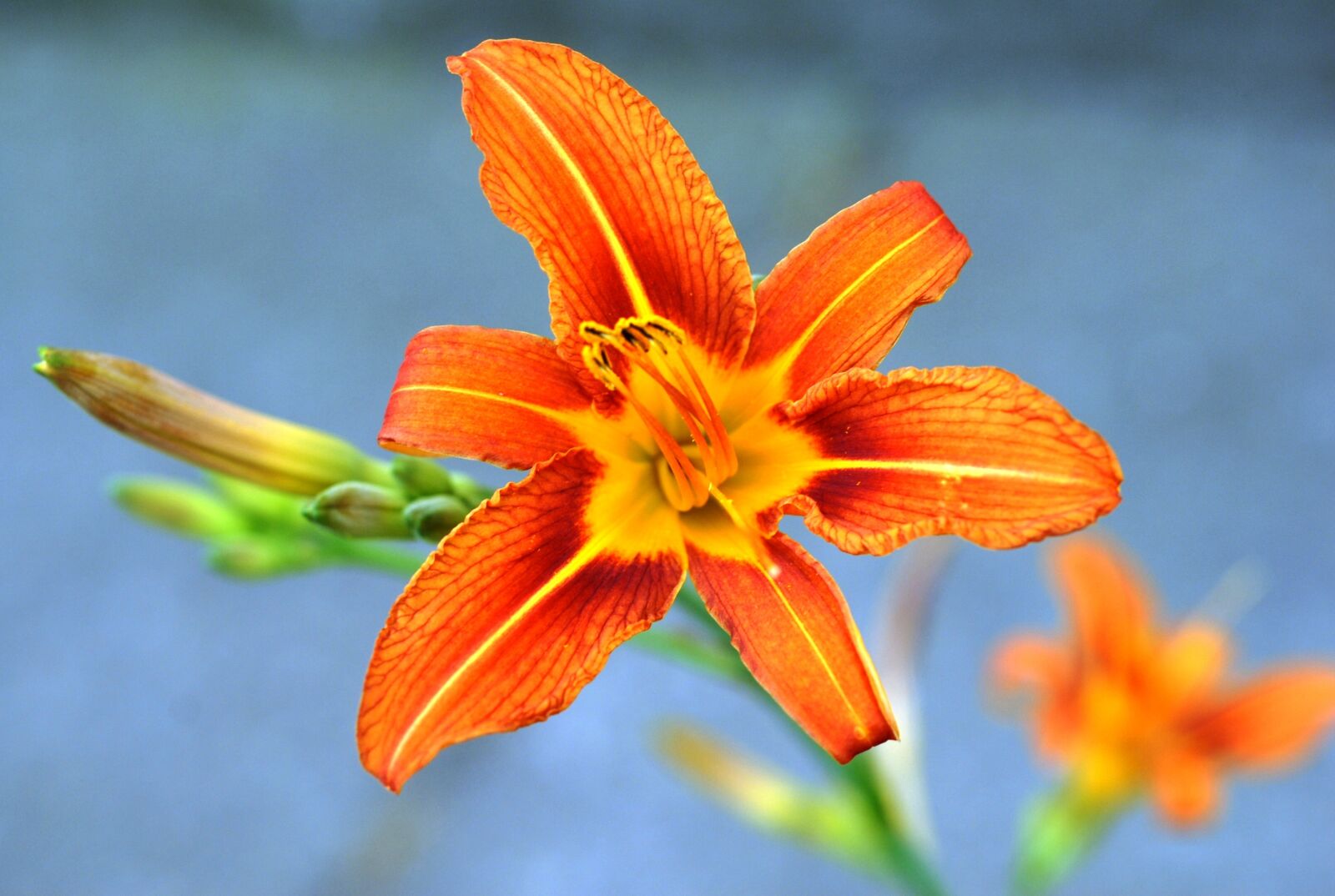Nikon D200 sample photo. Nature, summer, flower photography