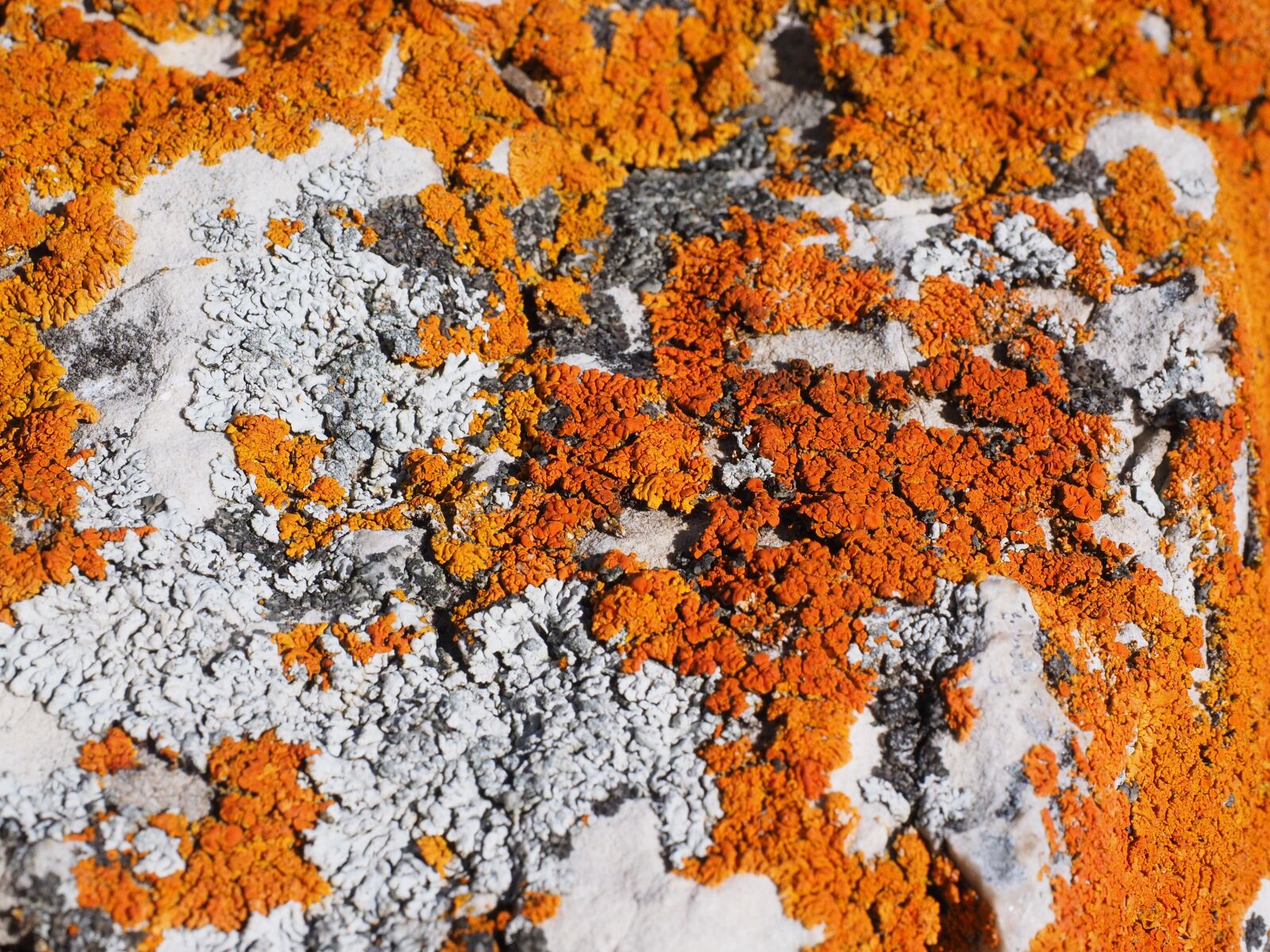 Olympus OM-D E-M1 + Olympus M.Zuiko Digital ED 12-40mm F2.8 Pro sample photo. Lichen, orange, fouling photography
