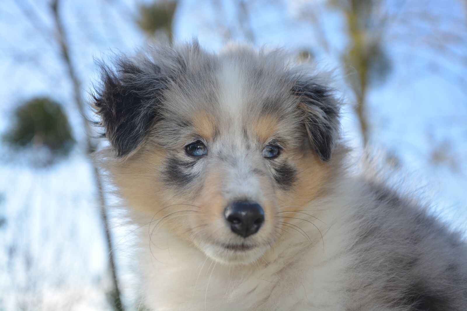 Nikon D5200 sample photo. Shetland sheepdog, puppy, dog photography