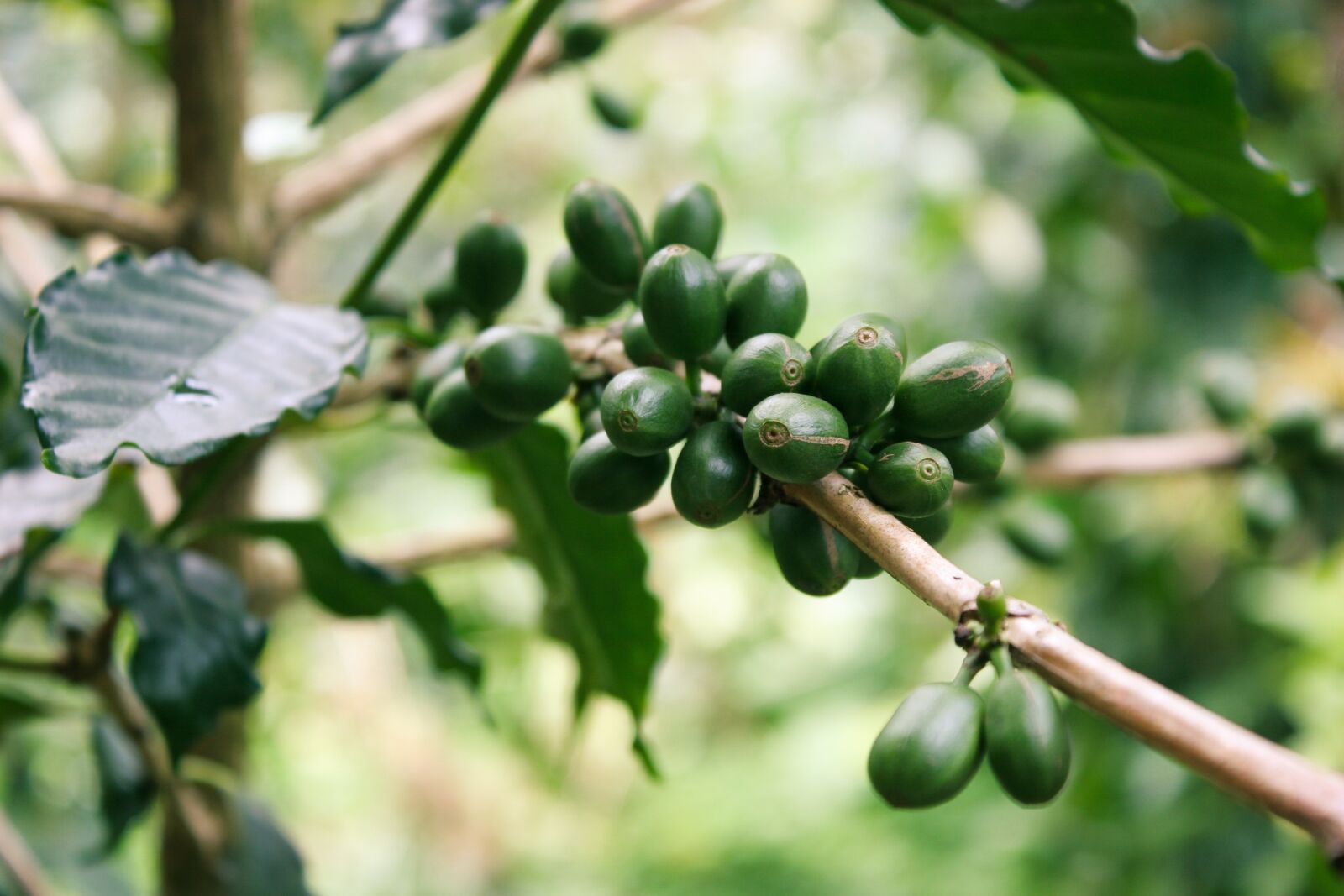 Canon EOS 20D sample photo. Coffee, green, coffee fruits photography