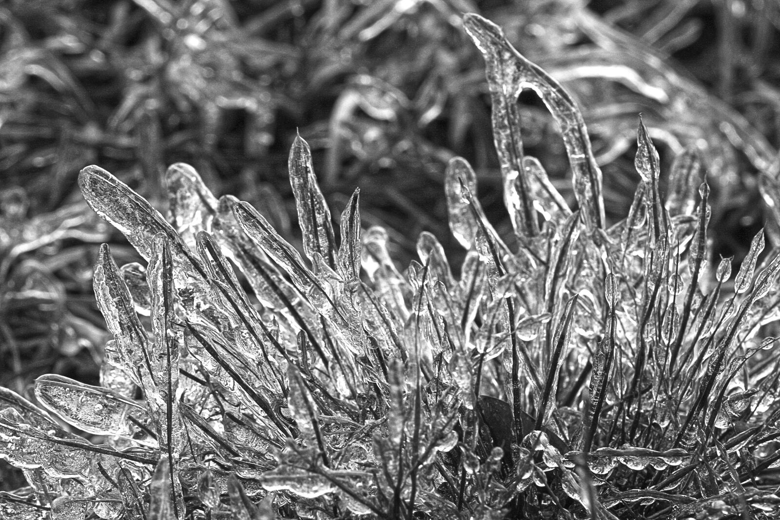 Canon EOS 40D sample photo. Macro, winter, ice photography