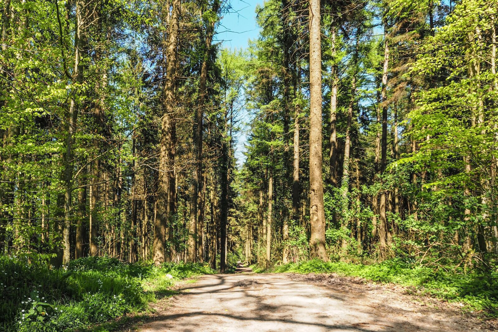 Olympus OM-D E-M10 sample photo. Forest, forest path, nature photography