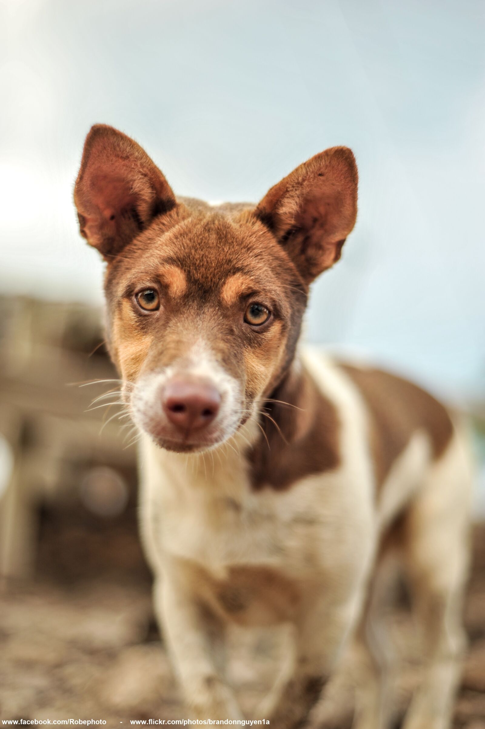 Nikon D700 sample photo. Animal, dog, alone photography