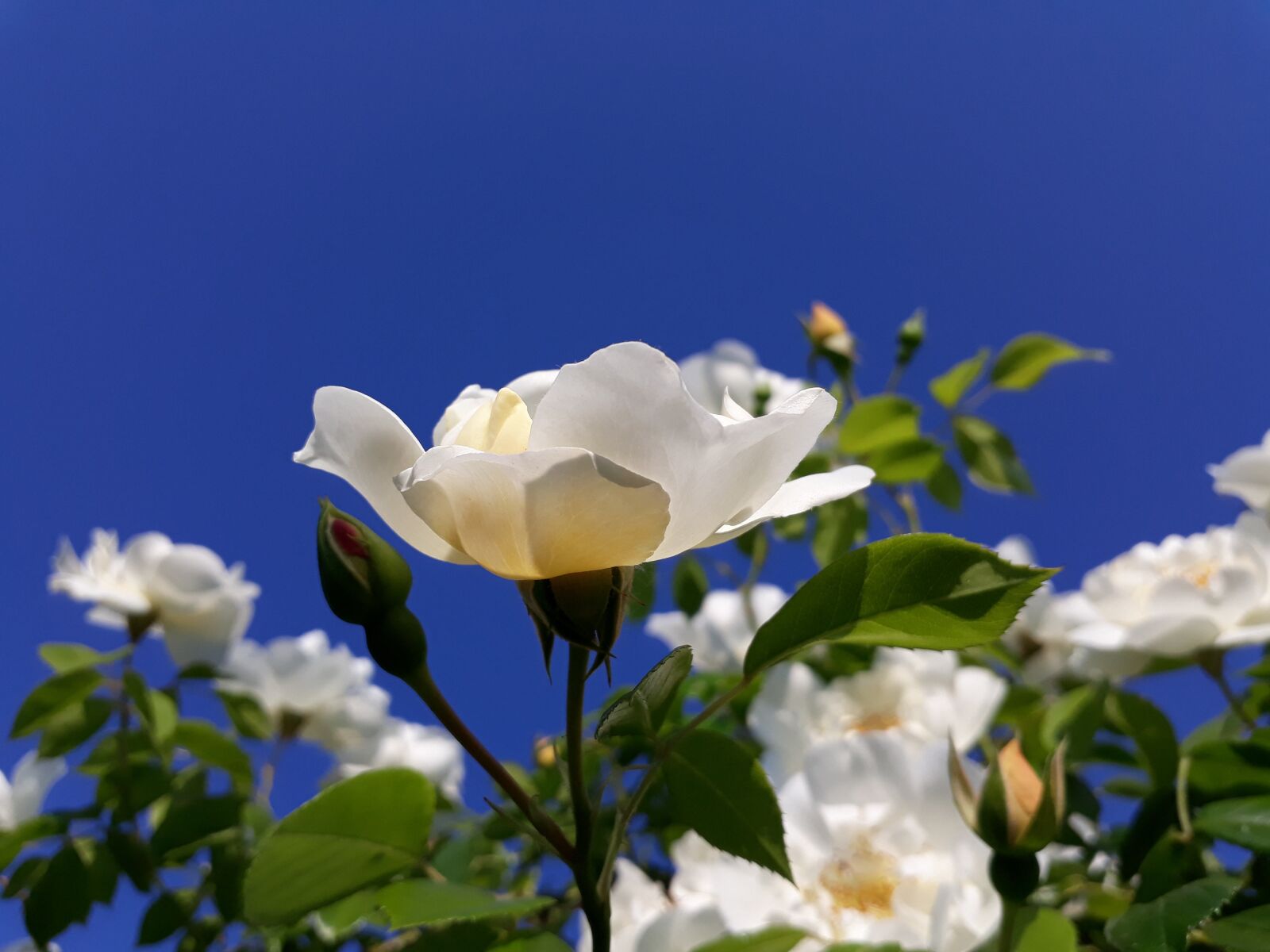 Samsung Galaxy A3(2017) sample photo. Roses, white, blue photography