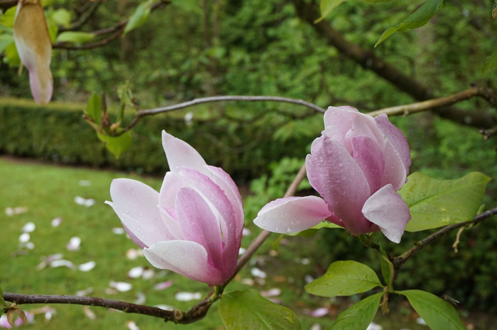 Sony Alpha a5000 (ILCE 5000) sample photo. Flower, magnolia, botany photography