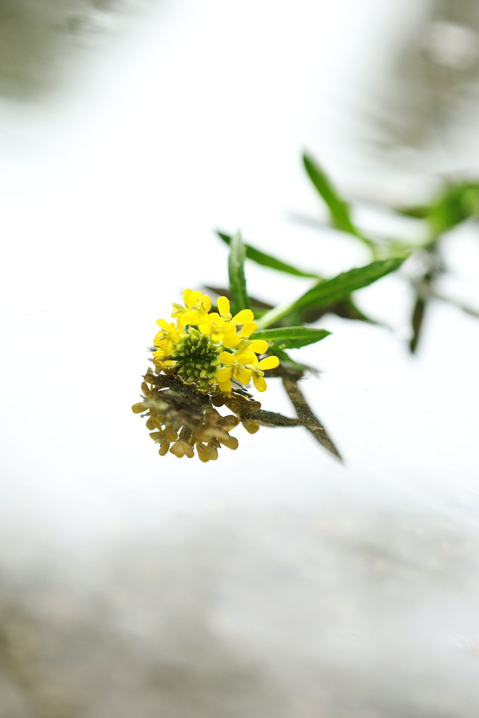 Canon EOS 7D Mark II sample photo. Water, rain, flower photography
