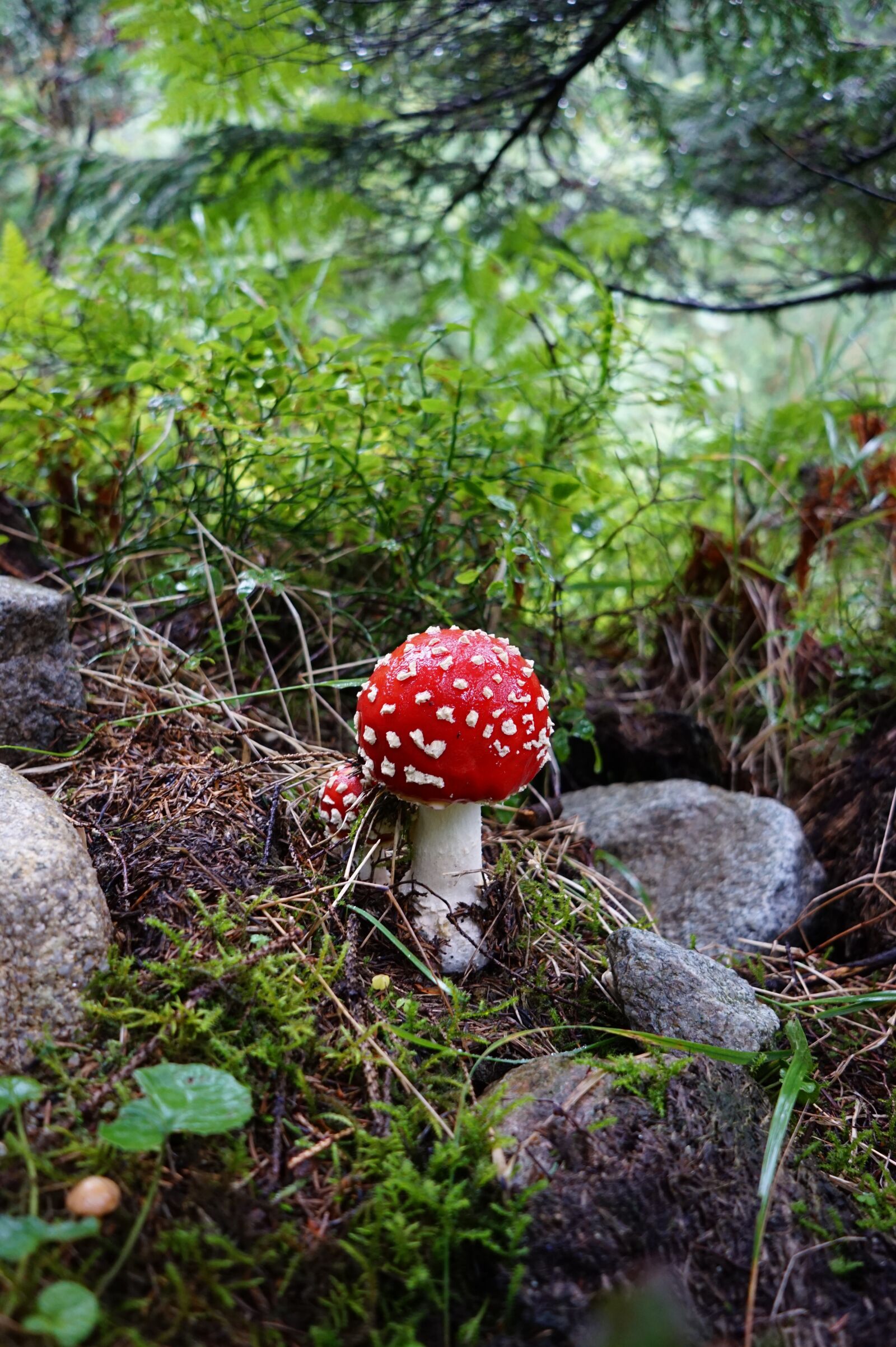 Sony E 20mm F2.8 sample photo. Mushroom, forest, amanita photography