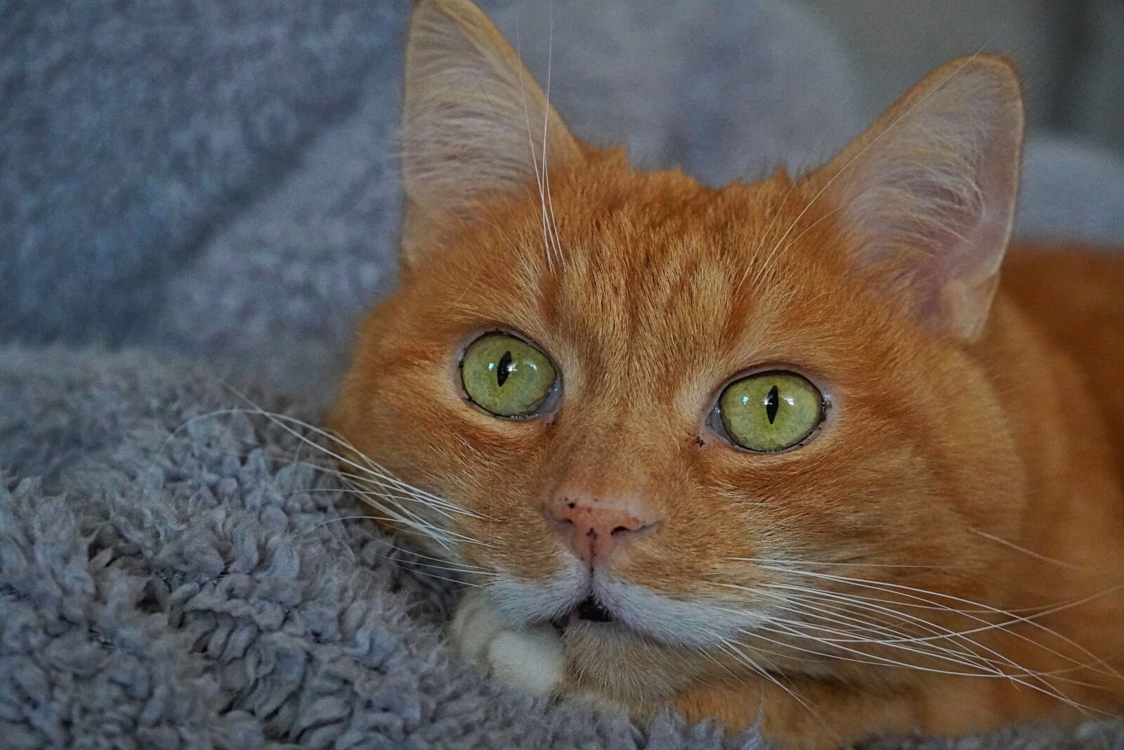 Sony a6400 sample photo. Cat, cat love, animal photography