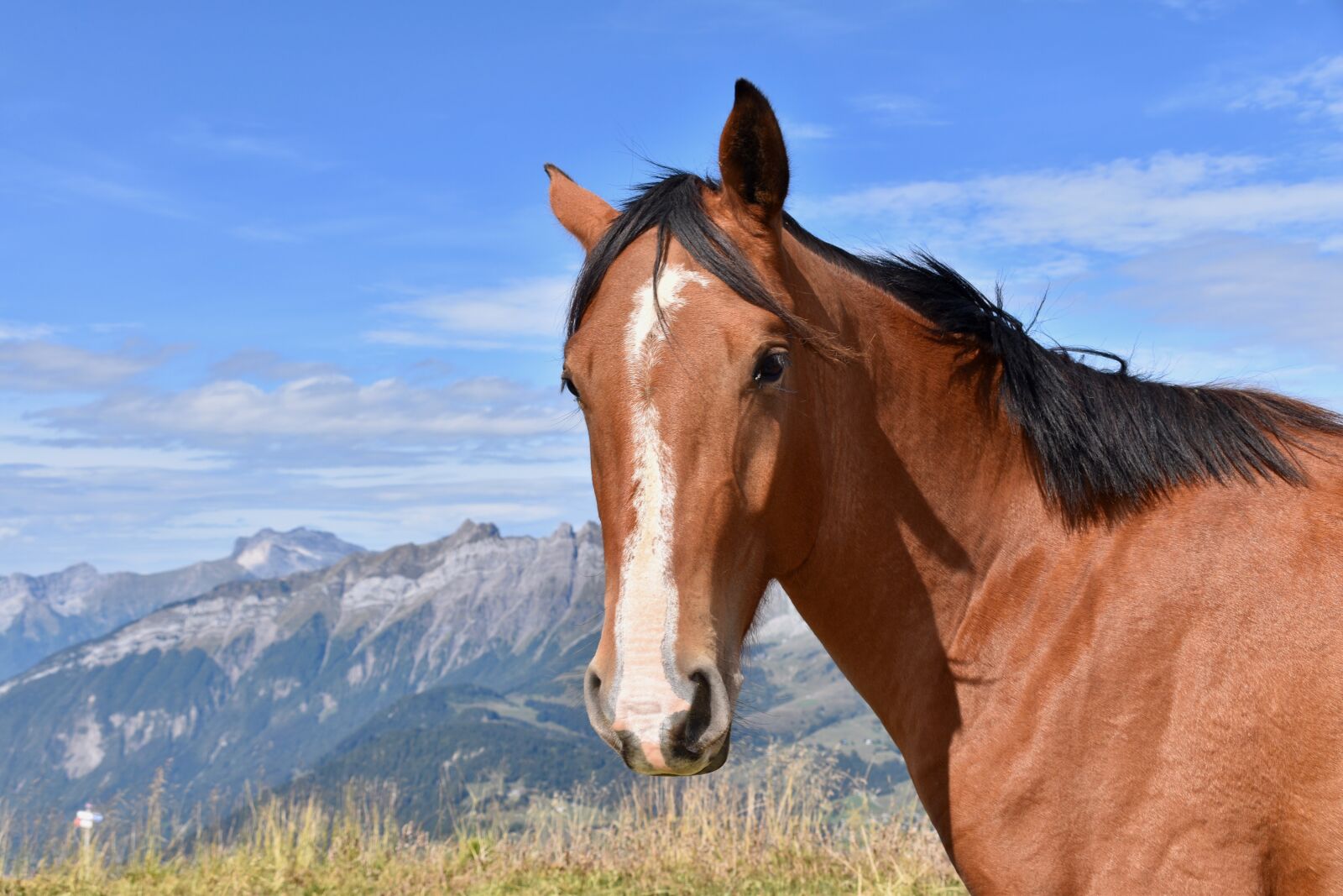 Nikon D5600 sample photo. Horse, horse bai, equine photography