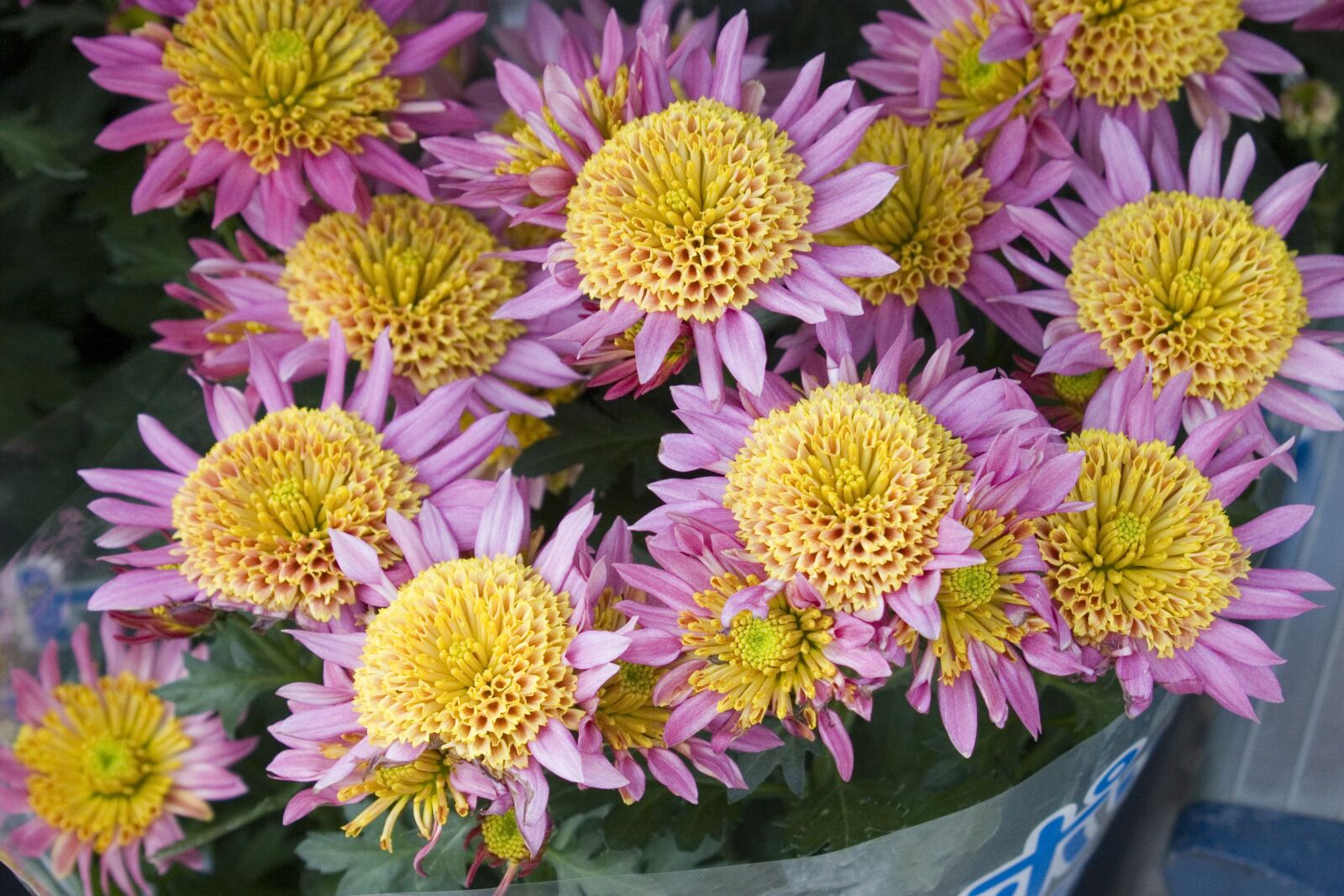 Canon EOS 30D sample photo. Flowers, purple, nature photography