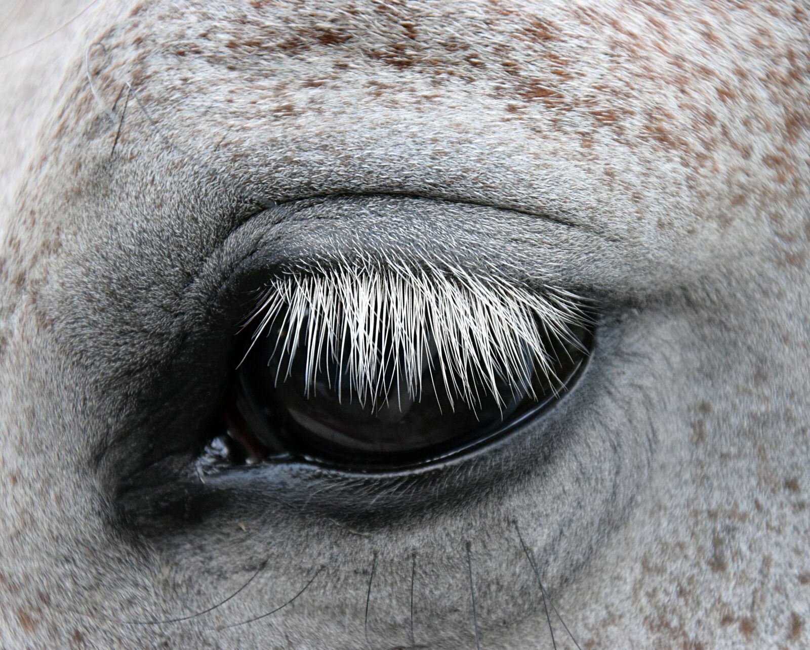 Nikon D3300 sample photo. Mold, horse, eye photography