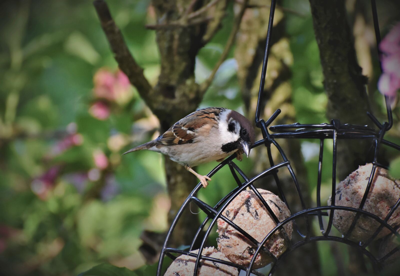 Nikon D7200 sample photo. Sparrow, sperling, bird photography