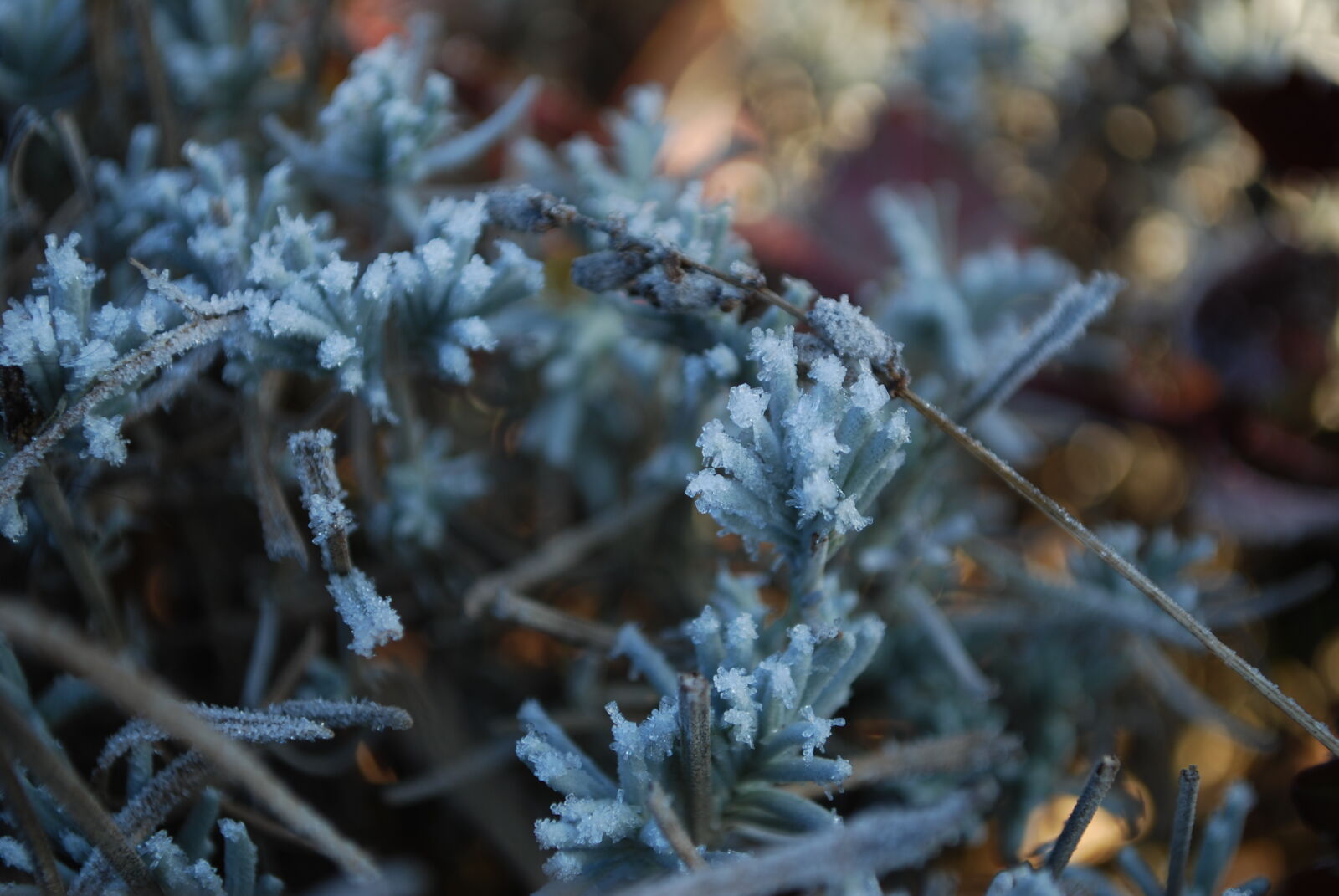 Nikon D60 sample photo. Blue, cold, conifer, freeze photography