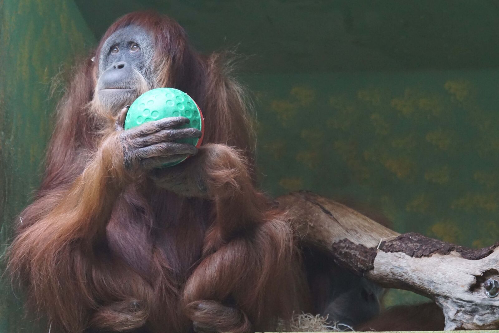 Sony ILCA-77M2 + Sony 70-400mm F4-5.6 G SSM sample photo. Monkey, oran utan, dreamy photography