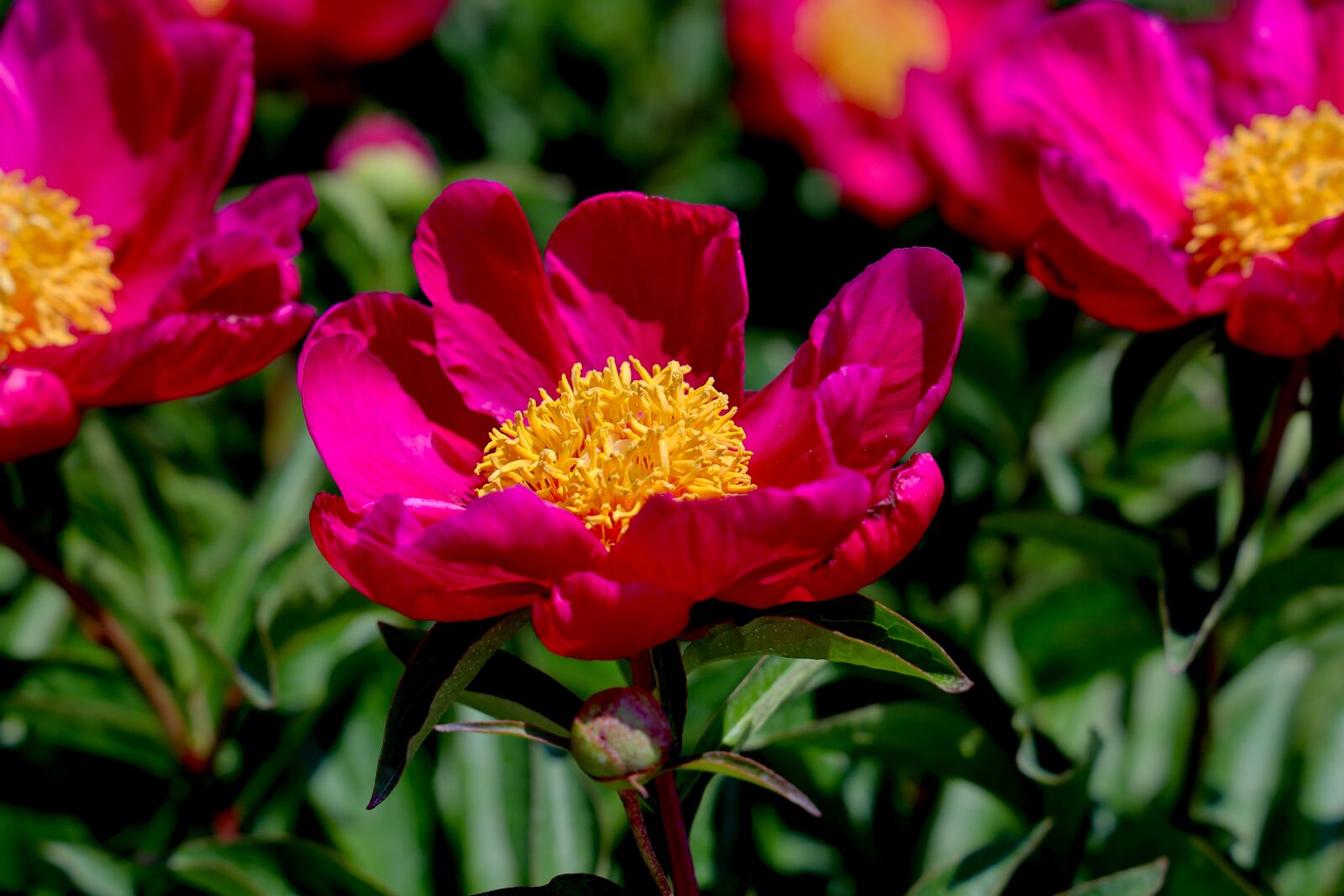 Canon EOS R sample photo. Flowers, peonies, nature photography