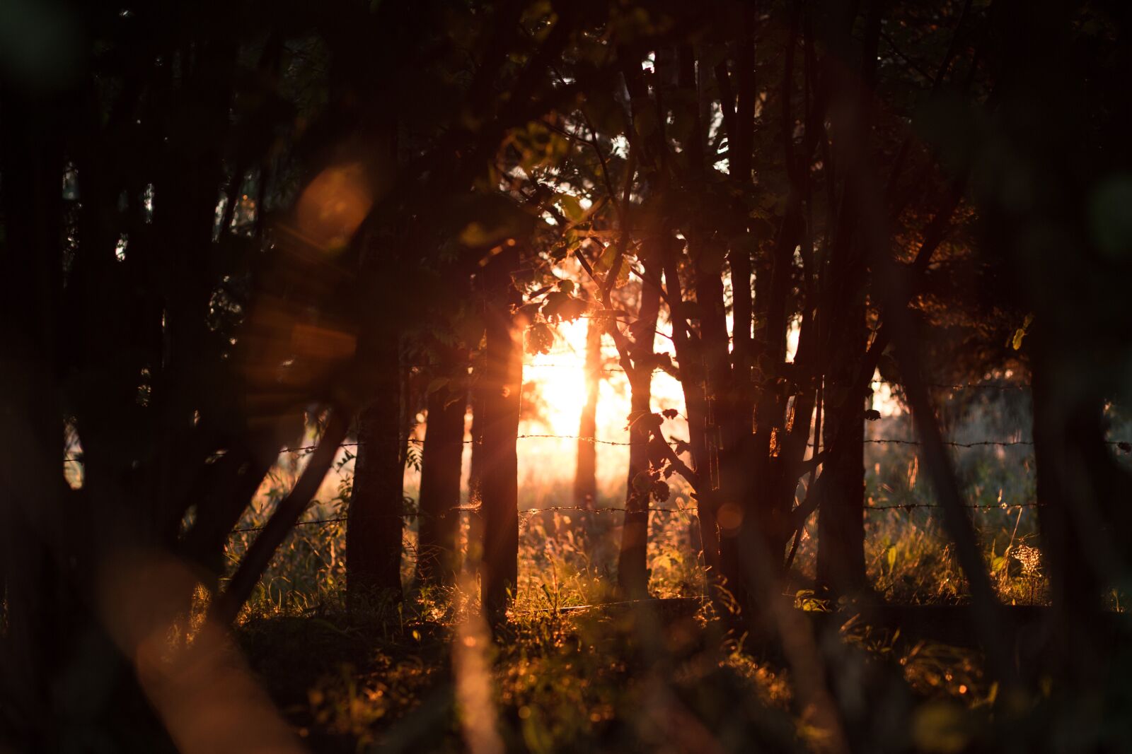 Canon EF 85mm F1.8 USM sample photo. Nature, barbed, evening photography