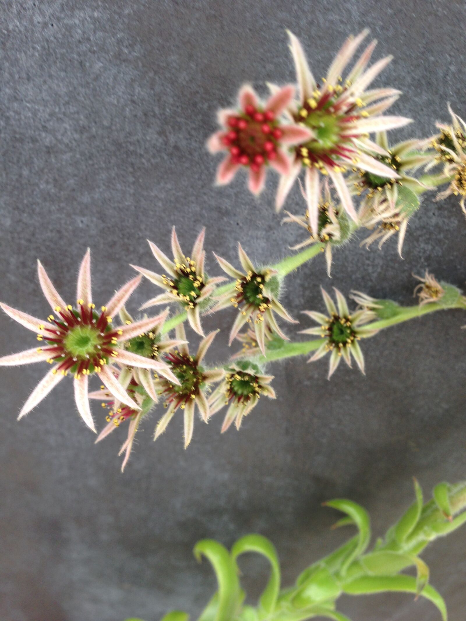Apple iPhone 5 sample photo. Flowers, cactus, plants photography