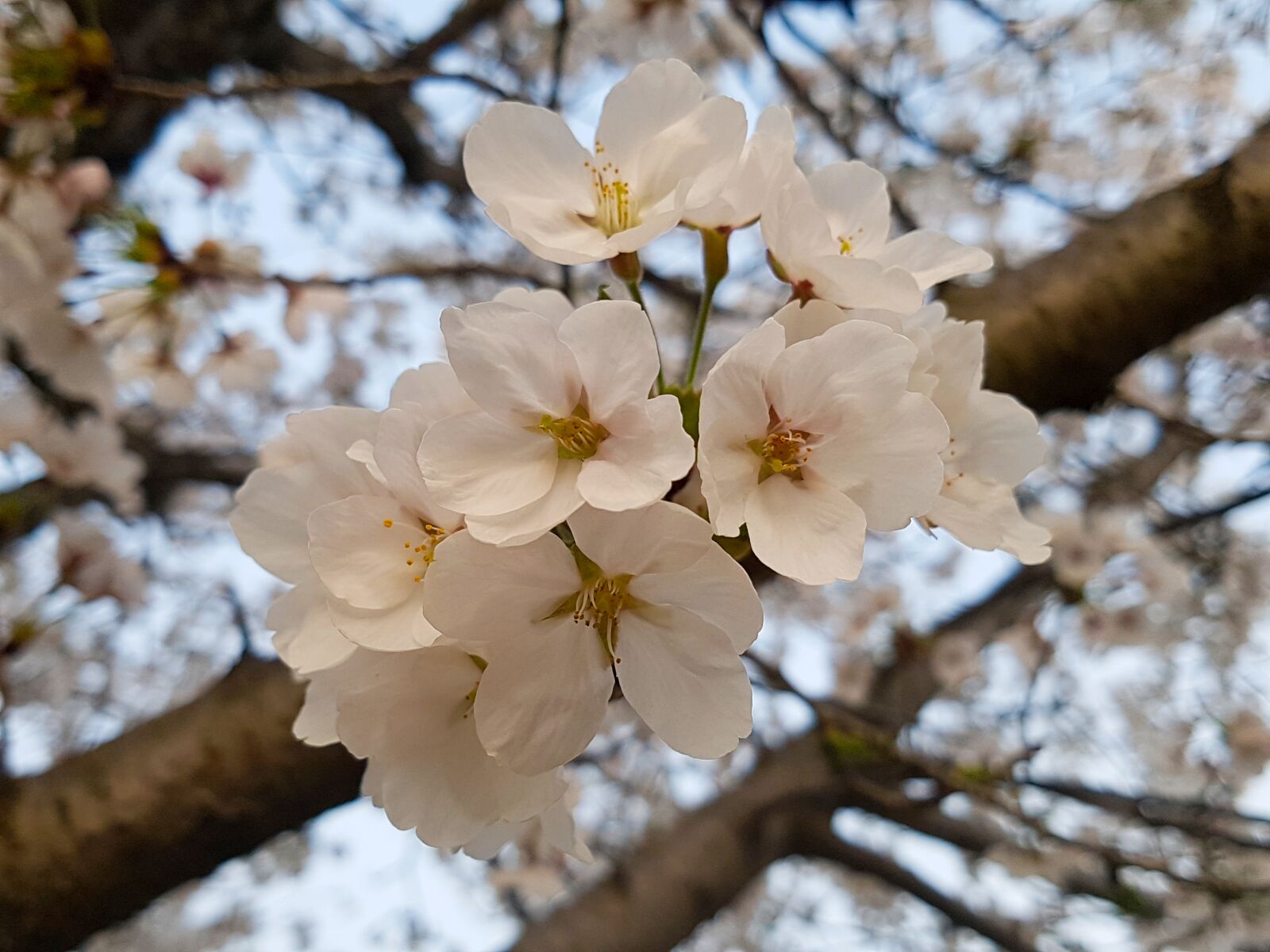 Samsung Galaxy S7 Edge sample photo. Cherry blossom, wood, cherry photography