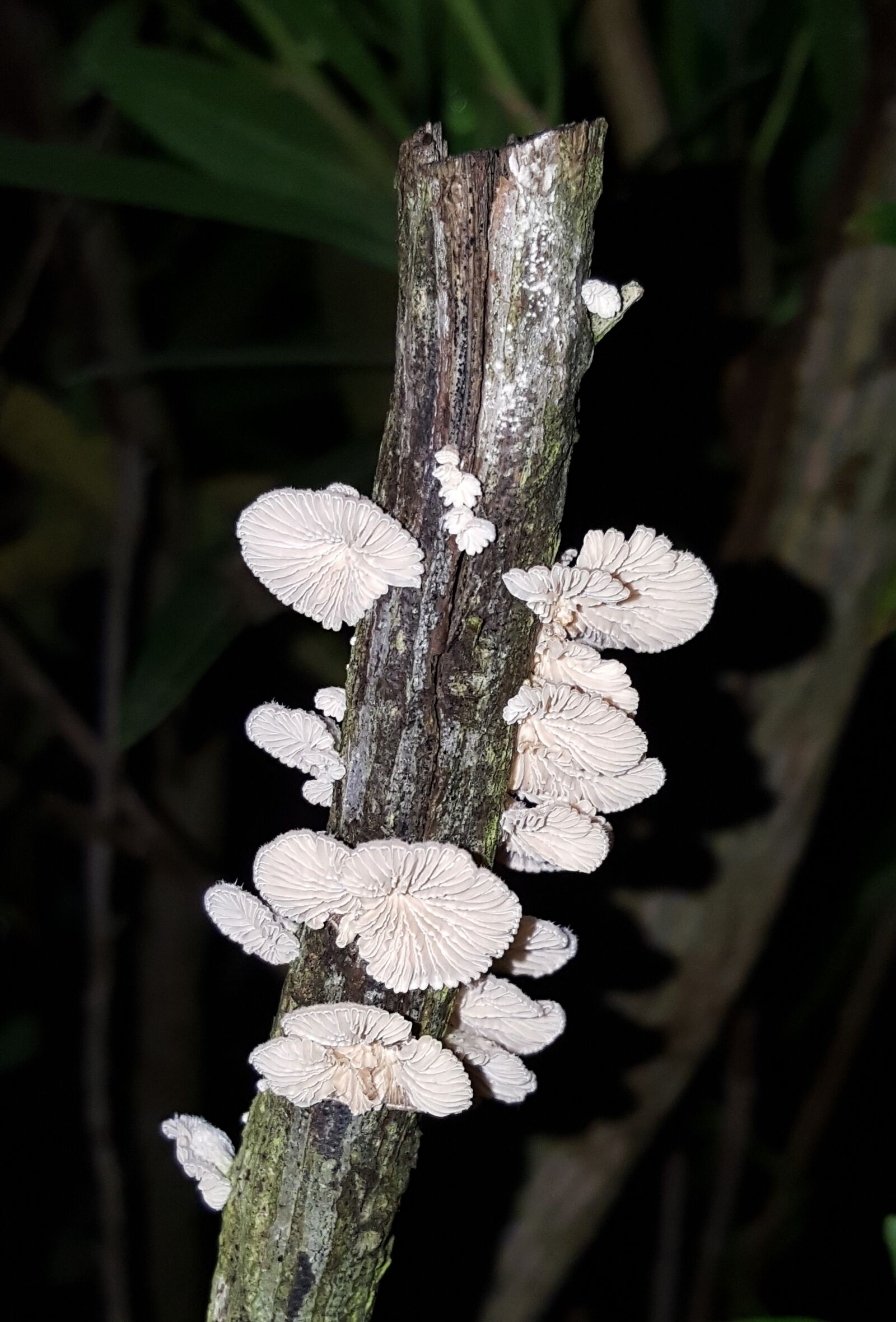 Samsung Galaxy Note5 sample photo. Fungi, bracket fungi, shelf photography