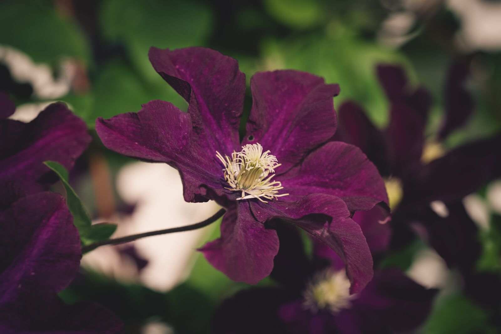 Nikon D750 sample photo. Clematis, flower, blossom photography