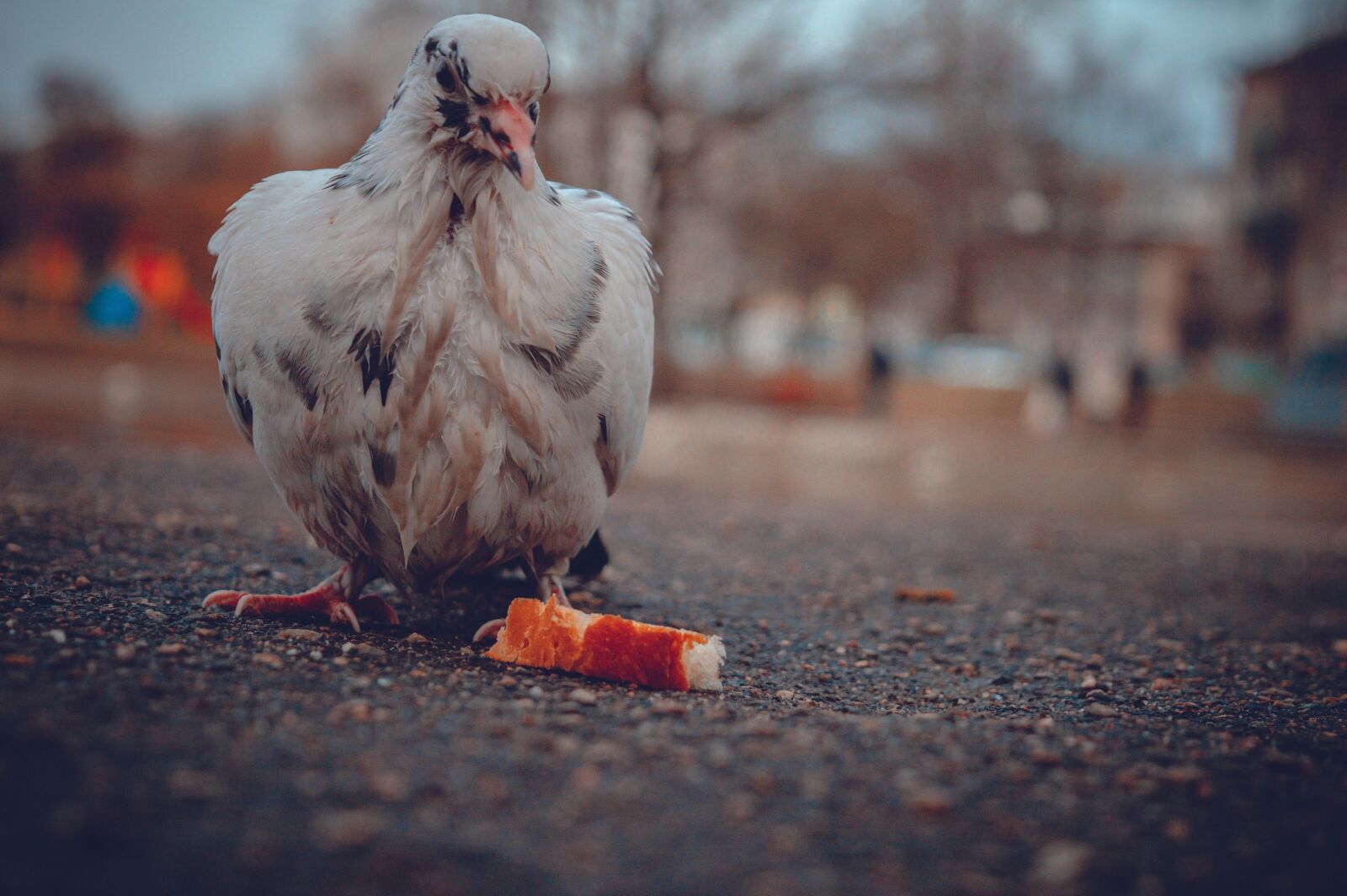 Nikon D3200 sample photo. Dove, pigeons, bird photography