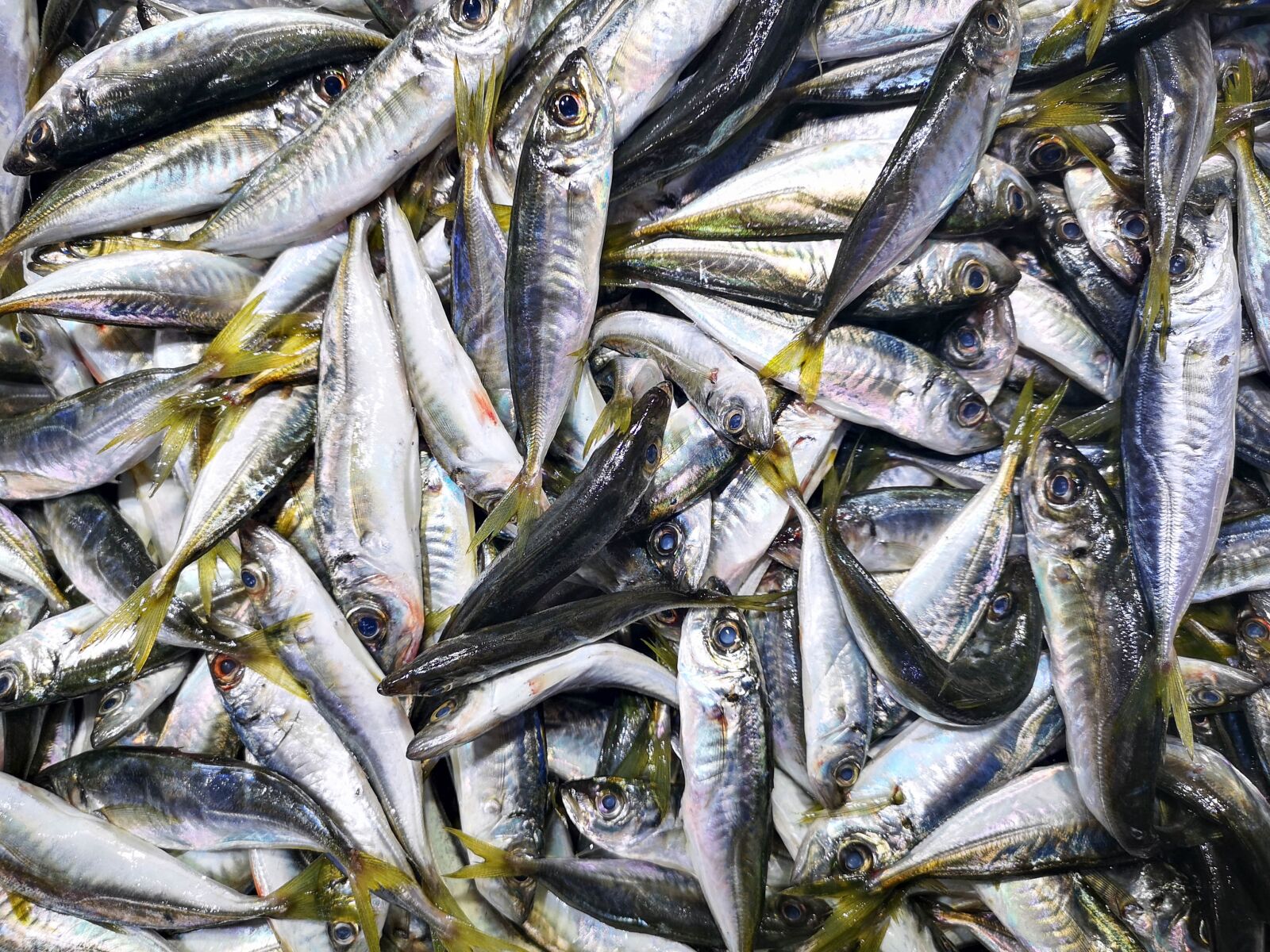HUAWEI CLT-L09 sample photo. Marine, fish, water photography