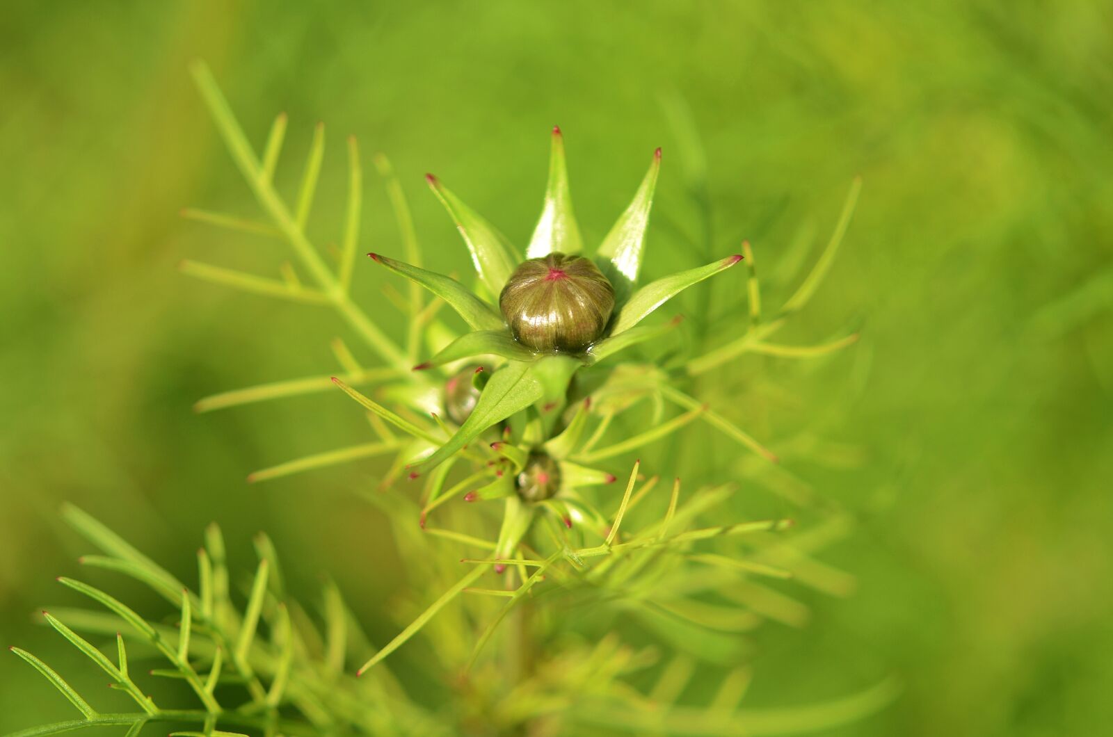 Nikon D7000 sample photo. Flower, natur, spring photography