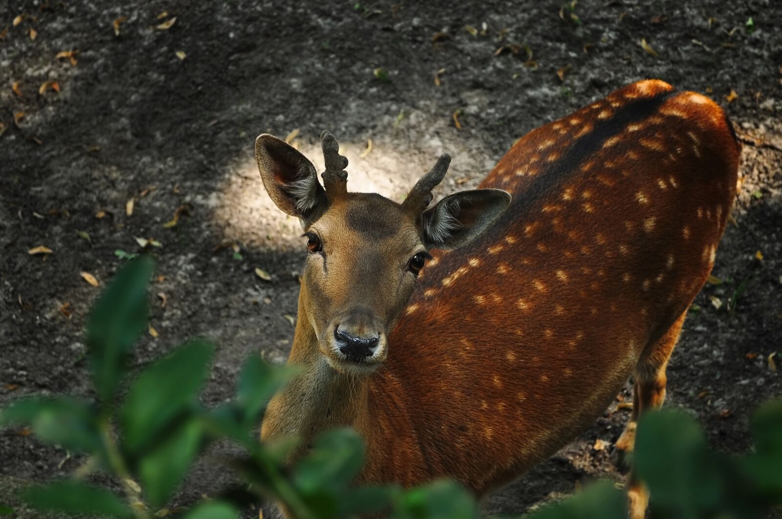 Nikon D90 sample photo. Deer, spotted, cute photography