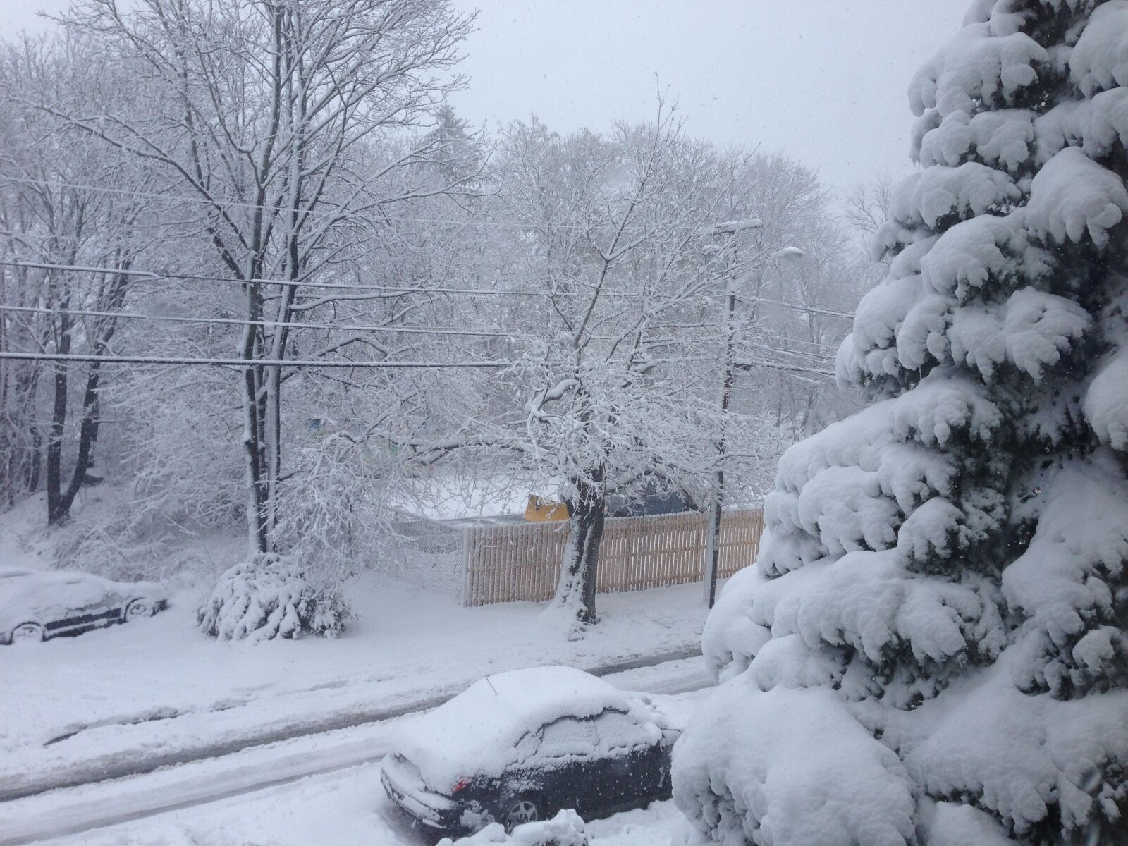 iPhone 5 back camera 4.12mm f/2.4 sample photo. Tree, winter, snow photography