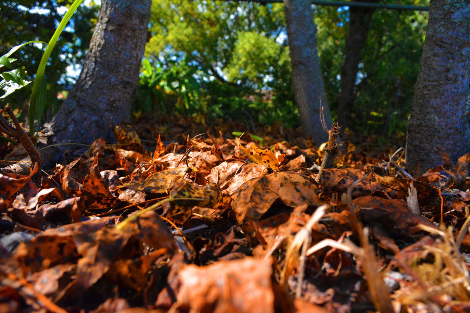 Nikon D5200 sample photo. Leaves, fall, autumn photography