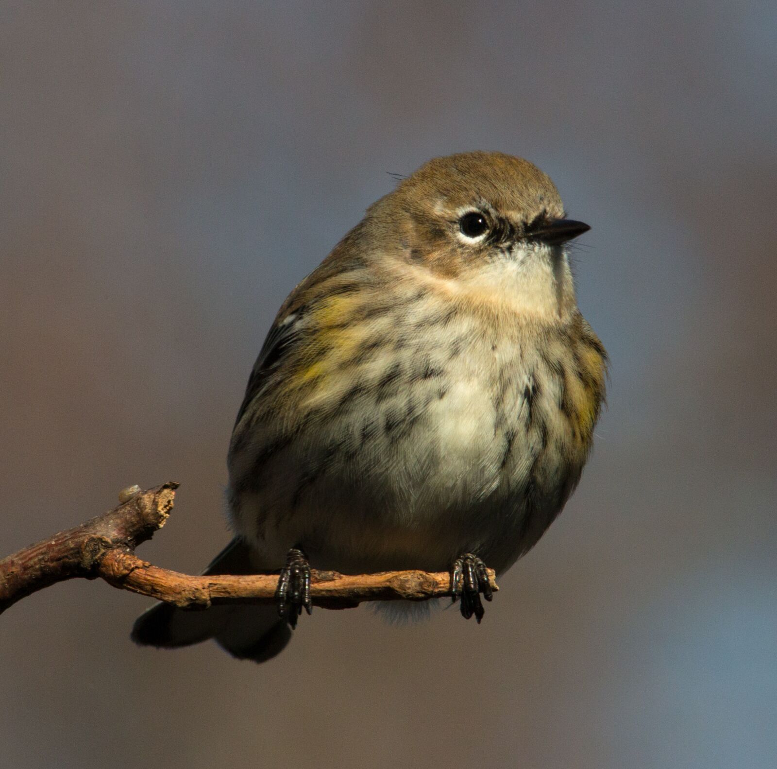 Canon EOS 70D sample photo. Yellow-rumped warbler, bird, small photography
