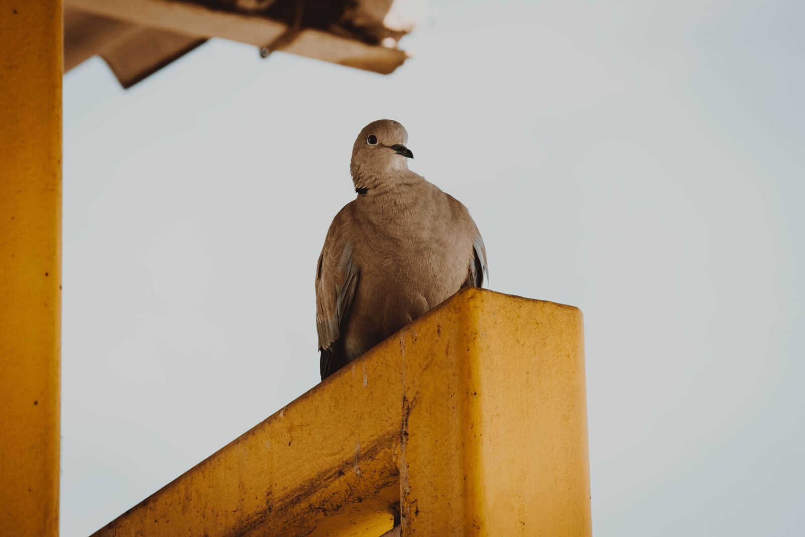 Nikon D3300 sample photo. Pigeon, city bird, birds photography