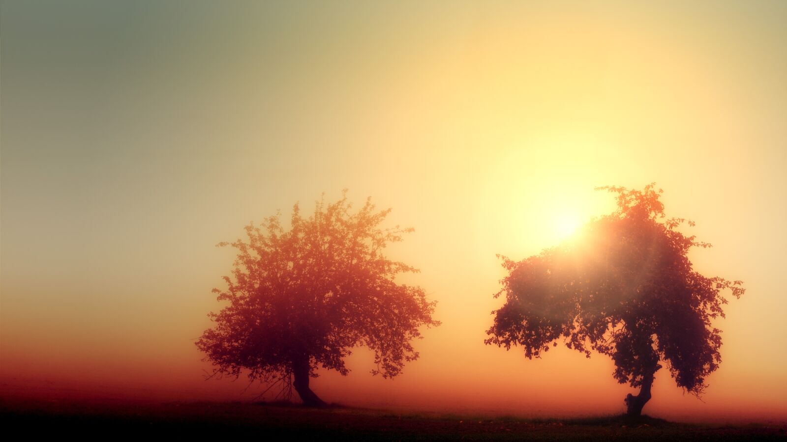Sony a7 II + DT 70-200mm F4 SAM sample photo. Dawn, light, trees photography