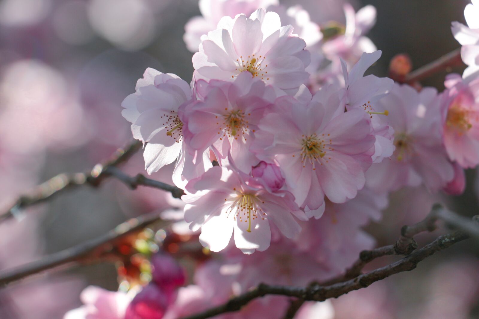 Canon EOS 700D (EOS Rebel T5i / EOS Kiss X7i) sample photo. Blossom, pink, spring photography