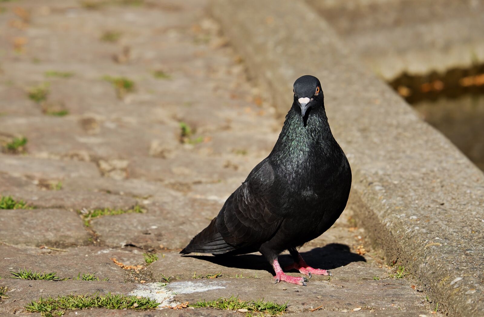 Fujifilm XF 55-200mm F3.5-4.8 R LM OIS sample photo. Dove, animal, foraging photography