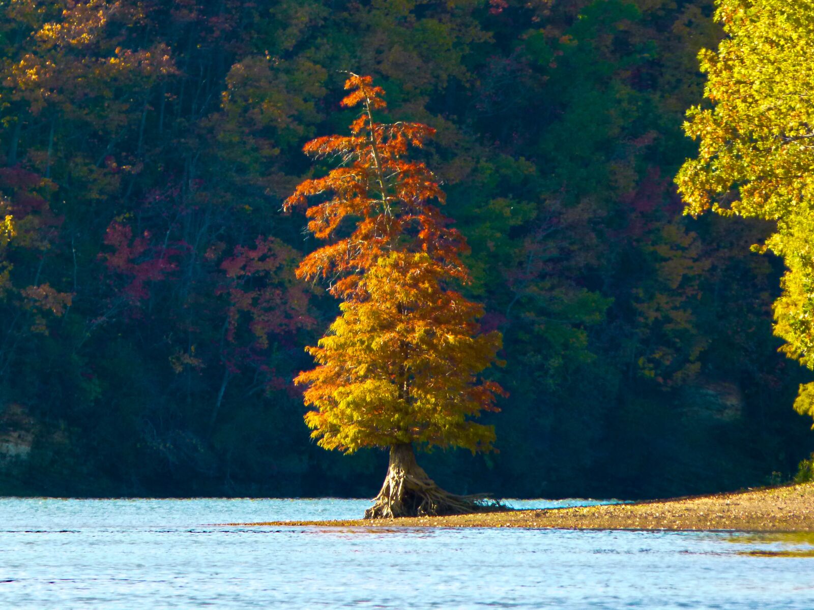 Panasonic Lumix DMC-FZ100 sample photo. River, tree, autumn photography