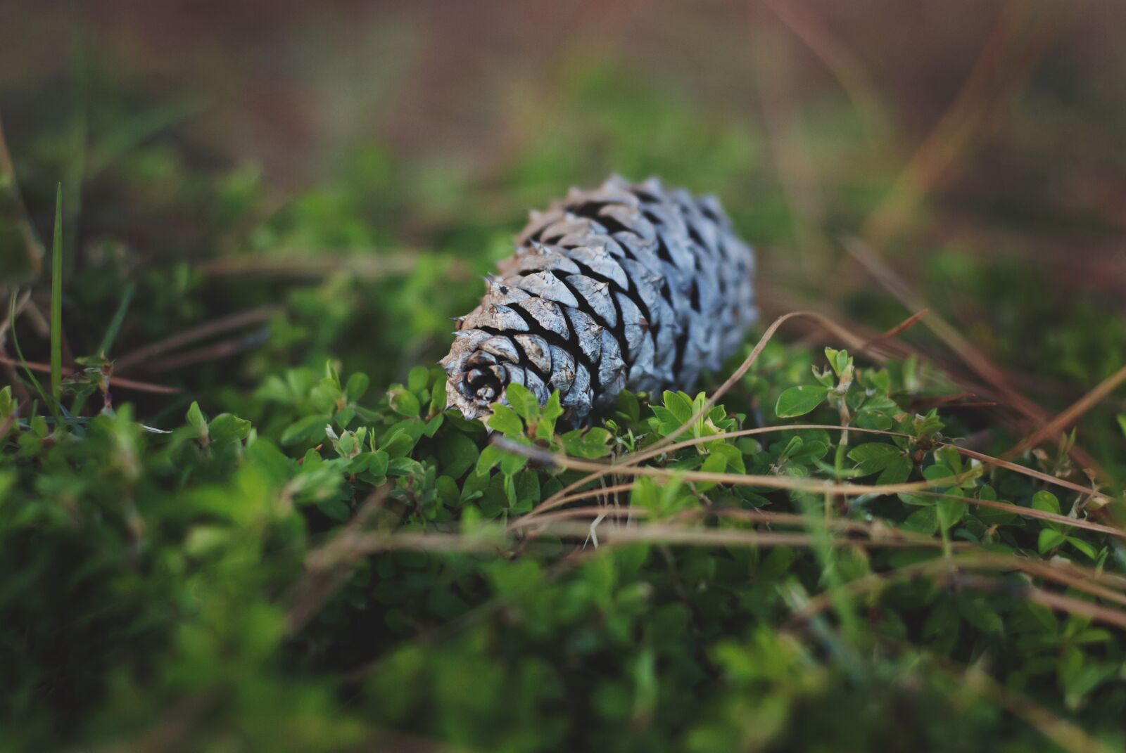 Nikon D80 sample photo. Loner, cone, nature photography