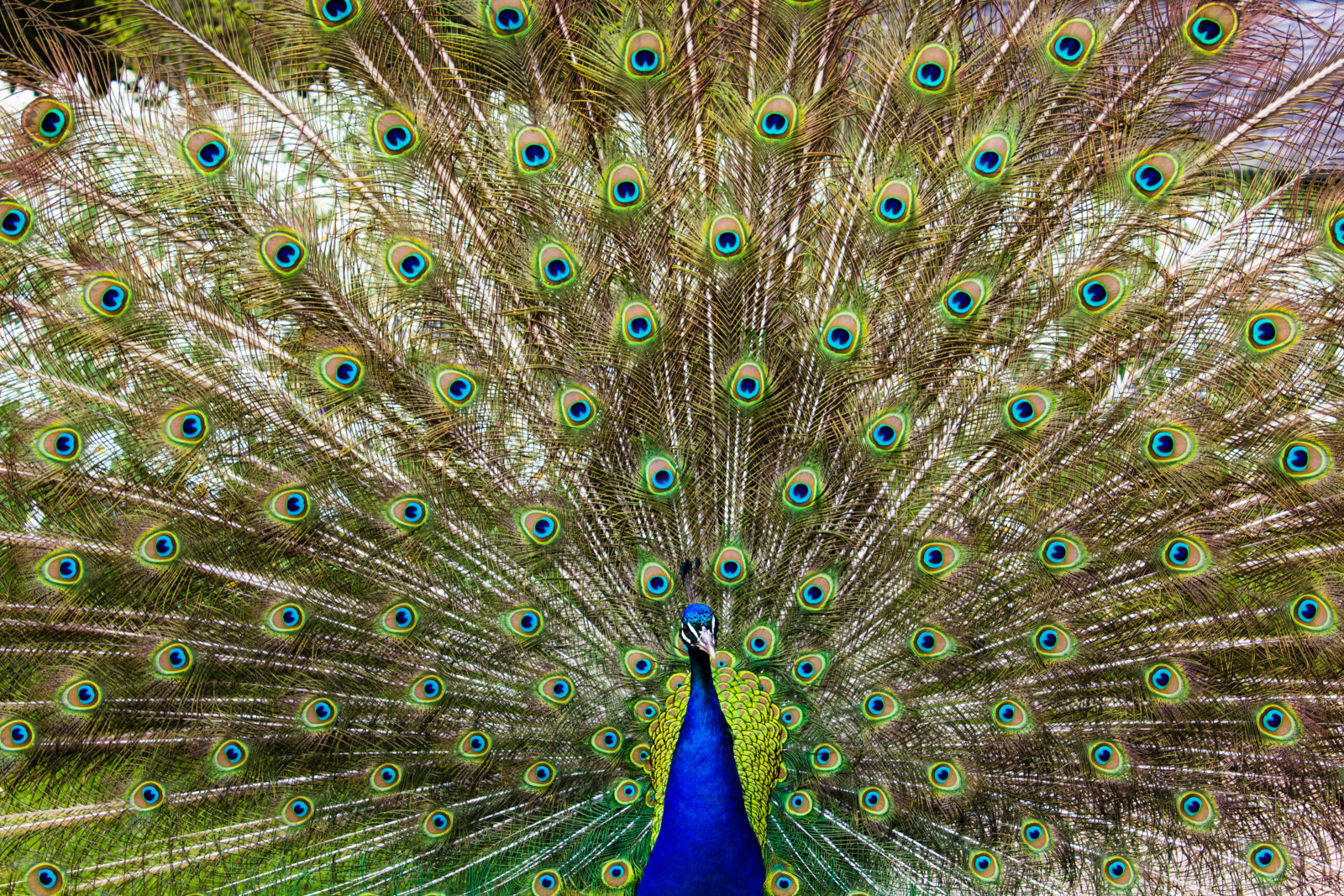 Canon EOS 1200D (EOS Rebel T5 / EOS Kiss X70 / EOS Hi) sample photo. Close, up, of, peacock photography