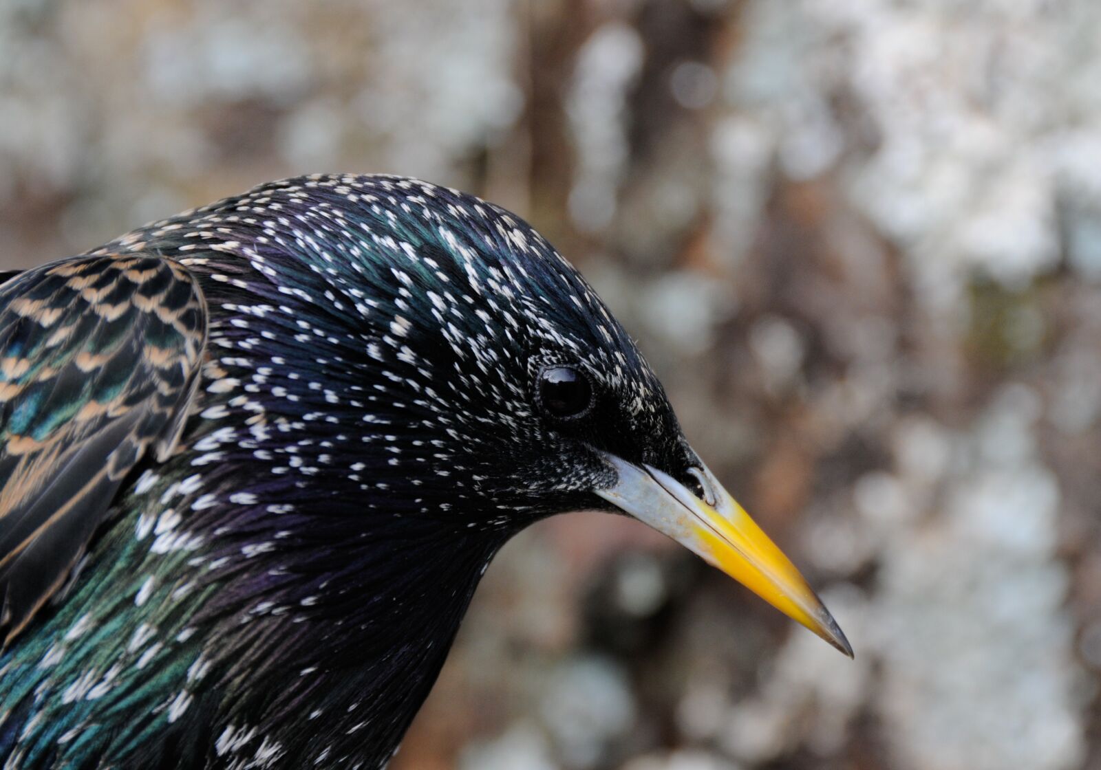 Nikon D300S sample photo. Starling, bird, nature photography
