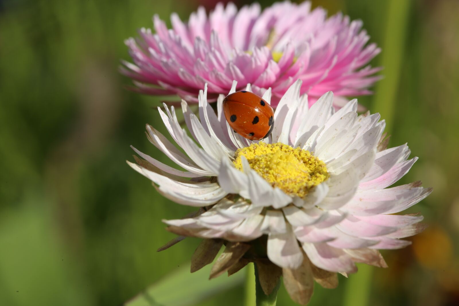 Canon EF 100mm F2.8L Macro IS USM sample photo. Flowers, meadow, flower meadow photography
