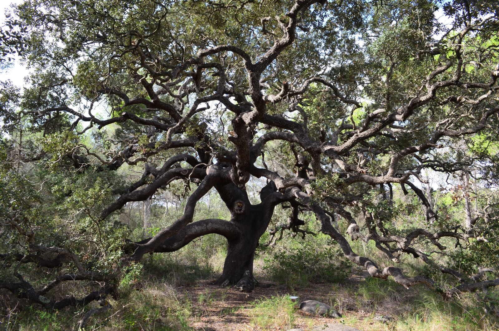 Nikon D5100 sample photo. Oak, tree, nature photography