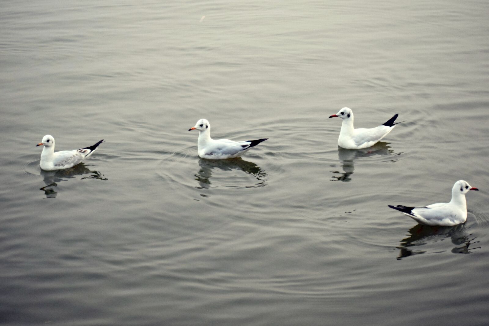 Nikon D3300 sample photo. Water birds, water, seagulls photography